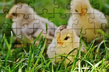 The short chiken jigsaw puzzle