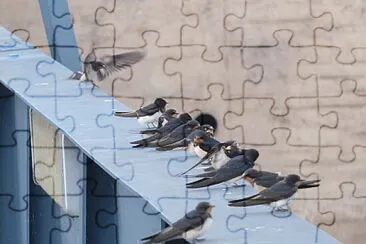 Martinets jigsaw puzzle