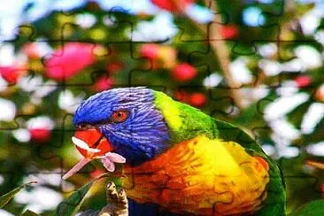 פאזל של Lorikeet