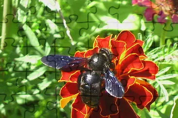 abeille charpentière jigsaw puzzle