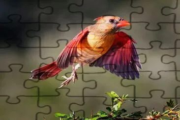 oiseau jigsaw puzzle