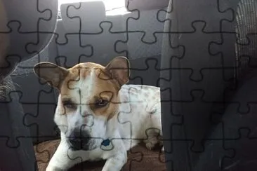 Mascotas jigsaw puzzle