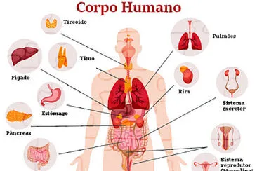 CORPO HUMANO