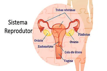 SISTEMA REPRODUTOR FEMININO