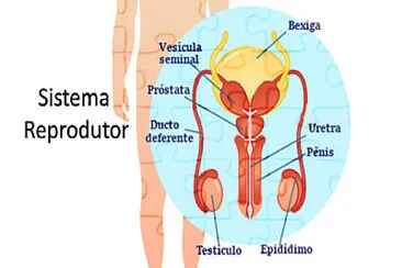 SISTEMA REPRODUTOR MASCULINO