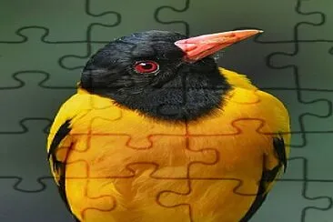 פאזל של oiseau