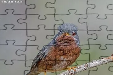 oiseau jigsaw puzzle