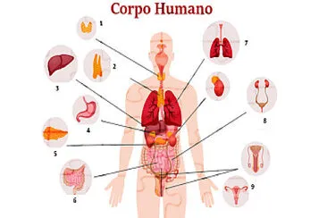 CORPO HUMANO1