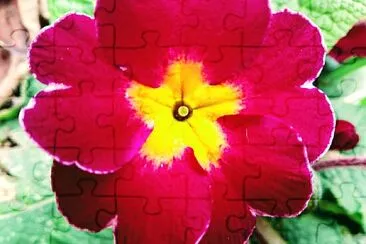 FLORES jigsaw puzzle