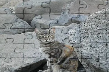 cat jigsaw puzzle