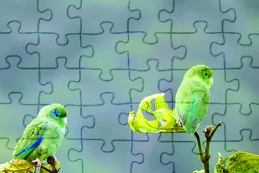 פאזל של PAJAROS