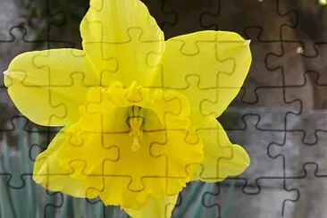 FLORES jigsaw puzzle