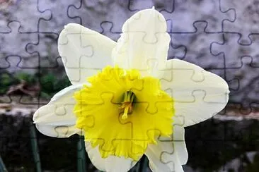 FLORES jigsaw puzzle