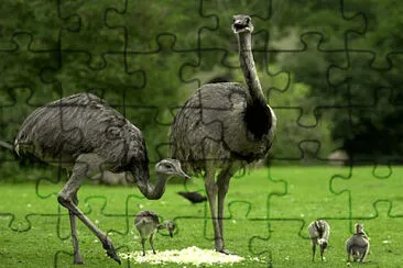 Ñandú jigsaw puzzle