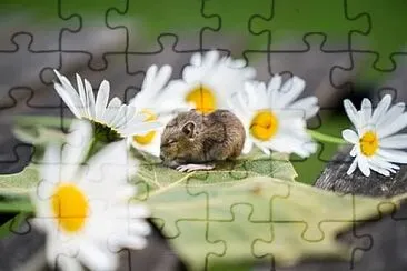 Imagem jigsaw puzzle