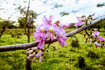 FLORES jigsaw puzzle