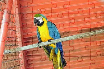 GUACAMAYO