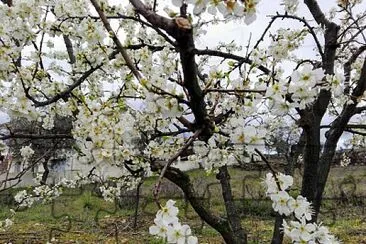 פאזל של FLORES