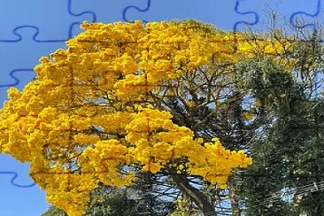 Ipê Amarelo jigsaw puzzle