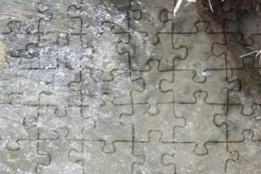 dove sono i pesci jigsaw puzzle