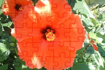 Flor jigsaw puzzle