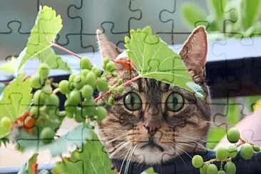 Gato uvas jigsaw puzzle