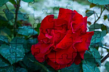 OK jigsaw puzzle