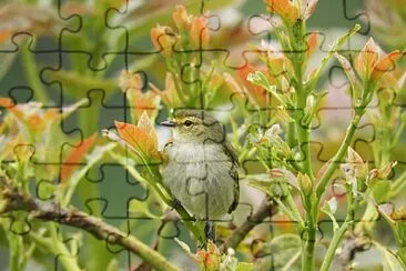 פאזל של pajaro