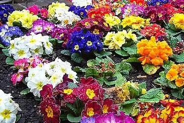 פאזל של Colourful Spring Flowers