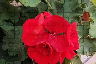 Flor jigsaw puzzle