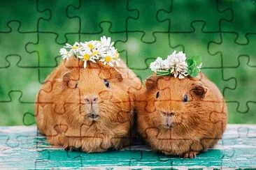 Cute guinea pigs with flowers