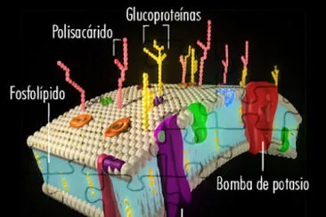 MEMBRANA CELULAR