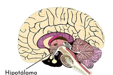 El sistema endocrino es el conjunto de órganos y tejidos del organismo.