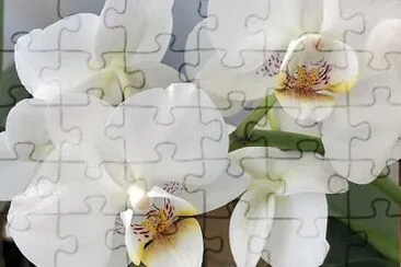 white orchid jigsaw puzzle