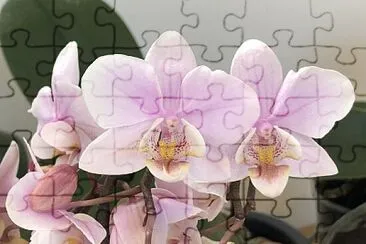 Pink Orchid jigsaw puzzle