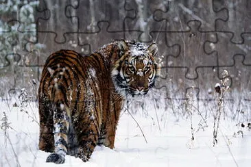 tigre jigsaw puzzle