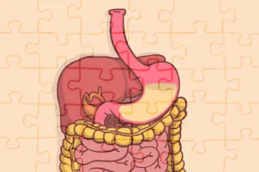 DIGESTIVE SYSTEM