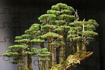 BONSAI jigsaw puzzle