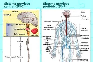 פאזל של Sistema nervioso