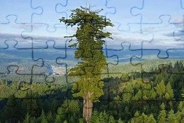 L 'ALBERO PIU ' ALTO del MONDO jigsaw puzzle