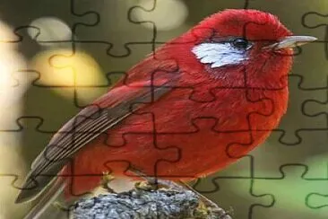 oiseau jigsaw puzzle