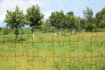 filari di platani jigsaw puzzle