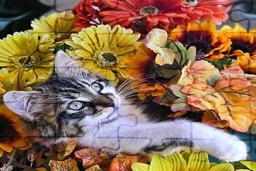 Chatons et fleurs