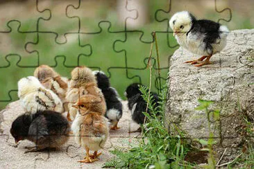 Toy jigsaw puzzle