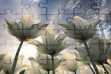 tulipe jigsaw puzzle