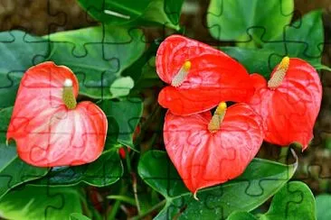 Floristeria jigsaw puzzle