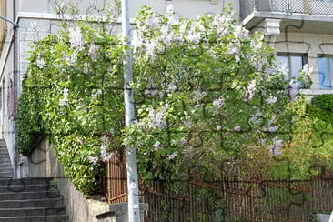 פאזל של Neuchâtel lilas en fleurs 1