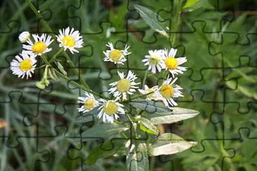 fiore di camomilla jigsaw puzzle