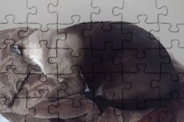 Gato jigsaw puzzle