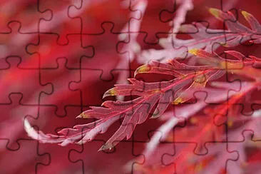 Toy jigsaw puzzle